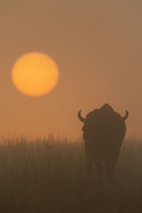 Cape buffalo walking towards misty rising sun