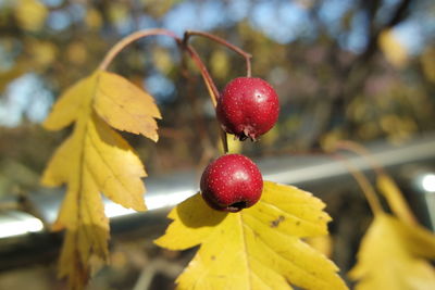 Close-up of red berries growing on tree