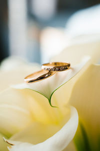 Gold wedding rings lie on the white petal of a calla flower close-up