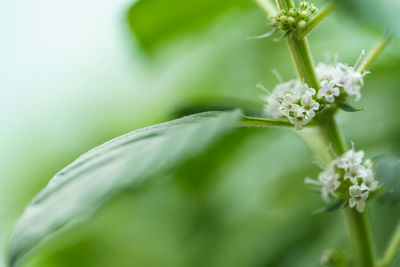 Close-up of white flowering plant