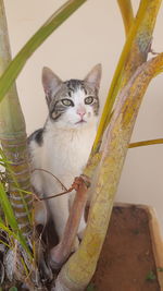 Close-up portrait of cat sitting