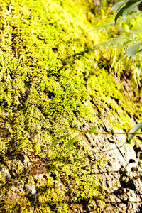 High angle view of moss growing on field