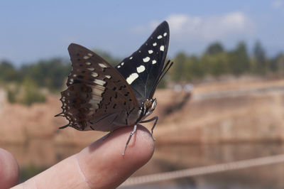 Close-up of butterfly perching on hand