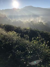 Scenic view of tree and mountains against sky