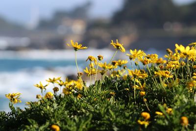 Close-up of yellow flowering plant on field