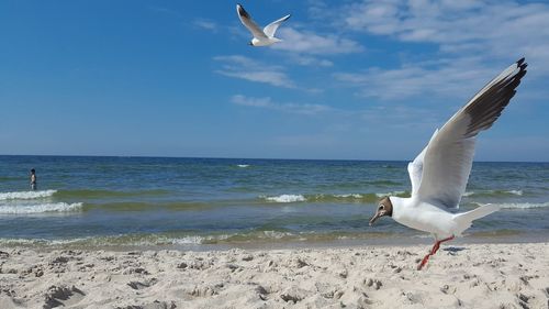 Seagull flying over beach