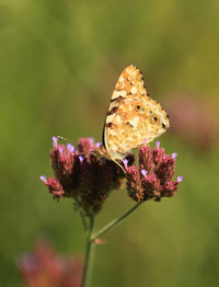 Close-up of butterfly pollinating on flower