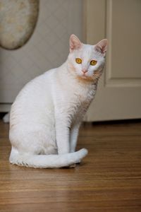 Portrait of cat sitting on wooden floor