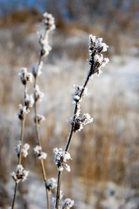 Close-up of frozen plant on snow covered field