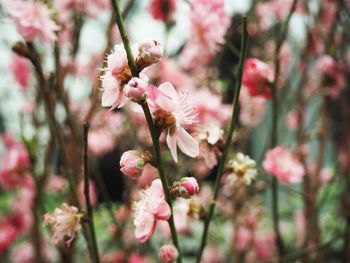 Close-up of pink cherry blossoms blooming in park