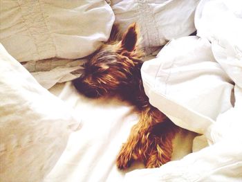 Close-up of a sleeping dog