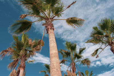 Low angle view of palm trees against sky