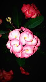 Close-up of pink flowers blooming outdoors
