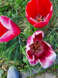 High angle view of red flower on field