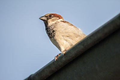 Low angle view of bird perching against sky