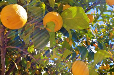 Low angle view of fruits on tree