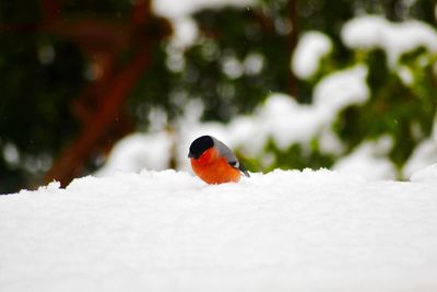 Close-up of a bird in snow