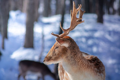 Deer in snow