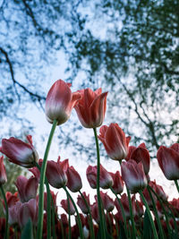 Close-up of pink flowering plants