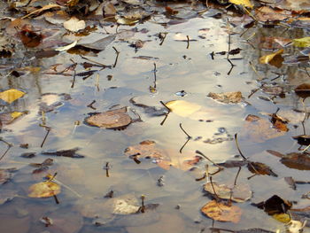Leaves in water