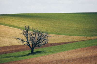 Tree on field against sky