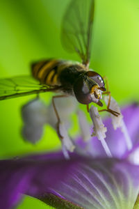 Close-up of insect on purple flower