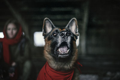 Close-up portrait of dog