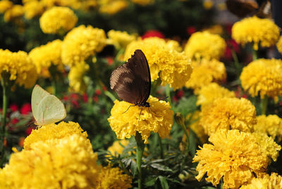 Close-up of butterflies on yellow marigolds blooming outdoors