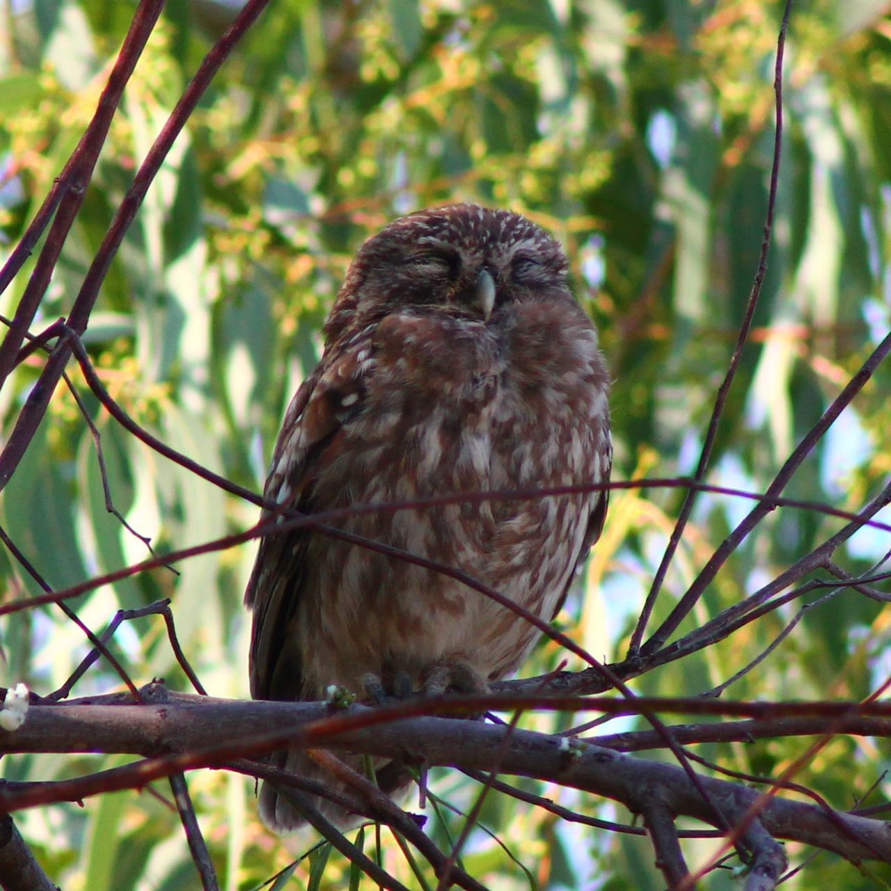 bird, one animal, animals in the wild, animal themes, animal wildlife, tree, branch, nature, no people, perching, low angle view, day, focus on foreground, outdoors, bird of prey, close-up