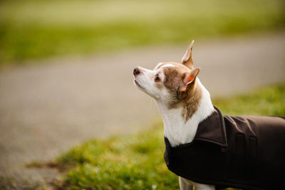 Close-up of dog with pet clothing on grassy field