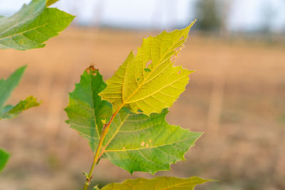 Leaves in the autumn sun