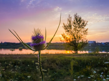 Wild teasel dipsacus fullonum flowering on a meadow over sunset