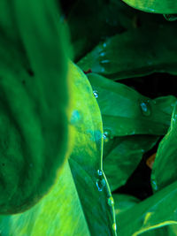 Close-up of raindrops on green leaves