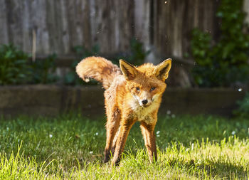 Portrait of an animal on field