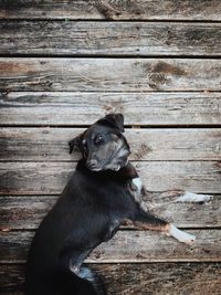 Dog sitting on wood