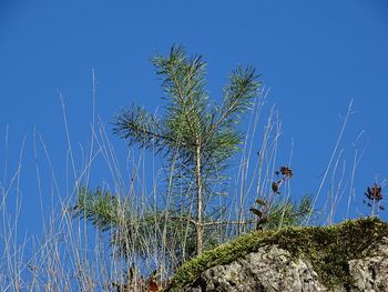 Low angle view of trees against clear blue sky