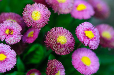 Close-up of pink flowering plants