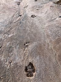 High angle view of footprints on sand