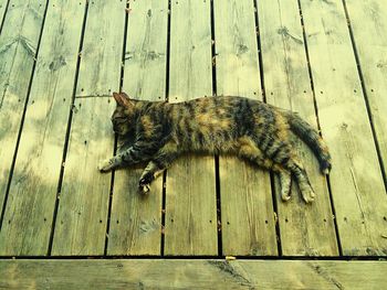 High angle view of lizard on hardwood floor