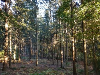 View of trees in forest