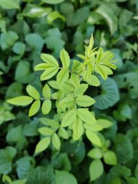 Close-up of green leaves