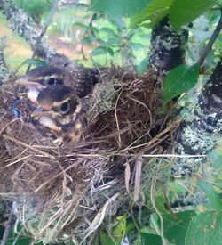 View of bird in nest