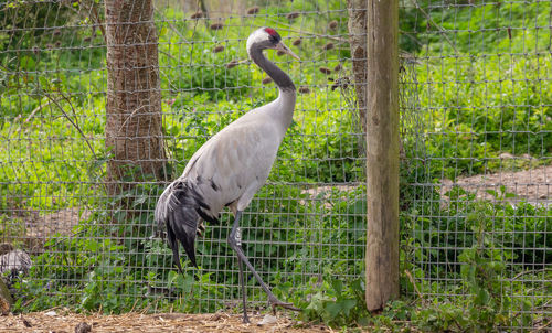 Bird in a forest