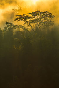 Trees in forest against sky during sunset