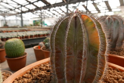 Close-up of succulent plant in greenhouse