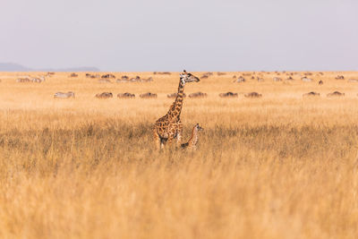 View of horse on field