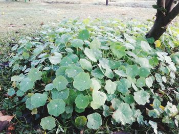 High angle view of water lily leaves in lake