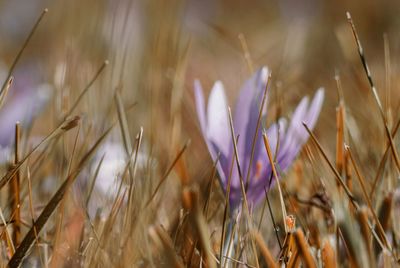 Close-up of purple crocus flowers on field