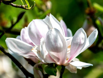 Close-up of white flowering plant