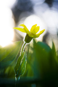 Close-up of yellow flowering plant